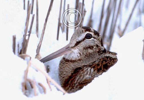 Woodcock in the Snow DM0559